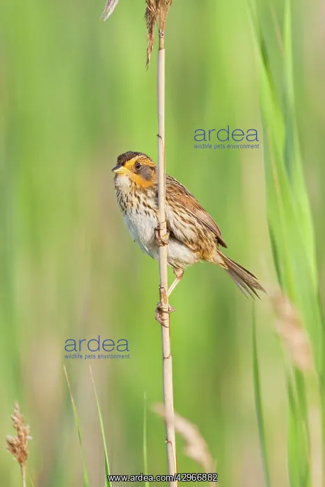 : Saltmarsh Sharp-tailed Sparrow : Saltmarsh Sharp-tailed Sparrow