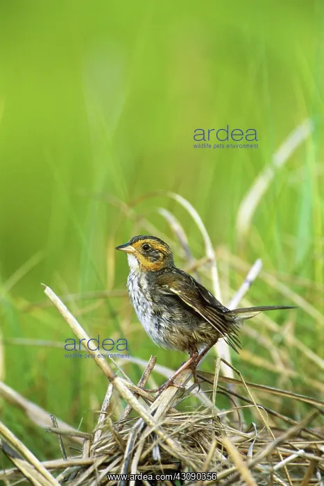 : Saltmarsh Sharp-tailed Sparrow : Saltmarsh Sharp-tailed Sparrow