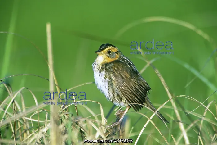 : Saltmarsh Sharp-tailed Sparrow : Saltmarsh Sharp-tailed Sparrow