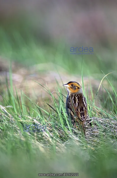: Saltmarsh Sharp-tailed Sparrow : Saltmarsh Sharp-tailed Sparrow