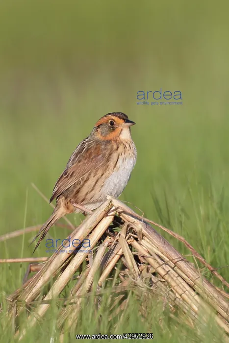 : Saltmarsh Sparrow (formerly named Saltmarsh Sharptailed : Saltmarsh Sparrow (formerly named Saltmarsh Sharptailed