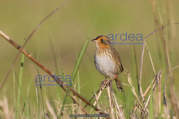 : Saltmarsh Sparrow (formerly named Saltmarsh Sharptailed : Saltmarsh Sparrow (formerly named Saltmarsh Sharptailed