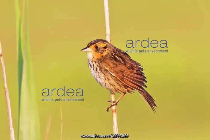 : Saltmarsh Sparrow - Saltmarsh Sharp-tailed Sparrow - Adult : Saltmarsh Sparrow - Saltmarsh Sharp-tailed Sparrow - Adult