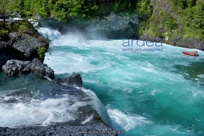 : Saltos de Petrohue - a speed boat approaches Petrohue : Saltos de Petrohue - a speed boat approaches Petrohue