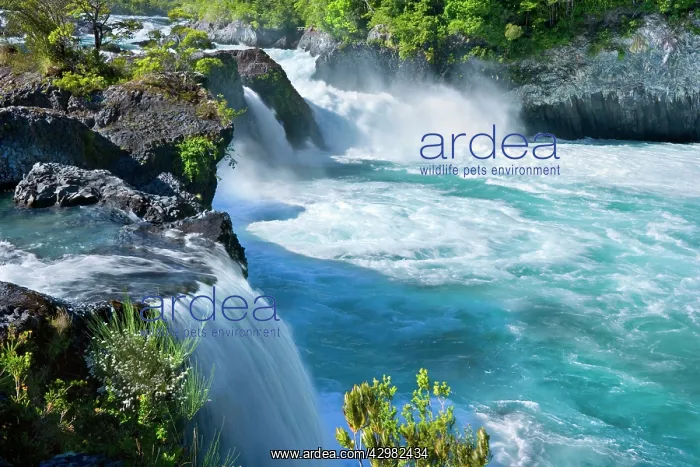  : Saltos de Petrohue - water of Petrohue river rushes
