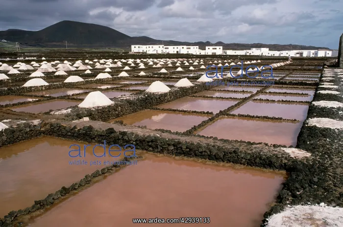: Saltpans. Guatiza, Lanzarote, Canary Islands : Saltpans. Guatiza, Lanzarote, Canary Islands
