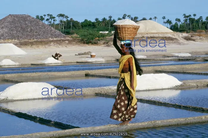 : Saltpans - female carrying salt basket : Saltpans - female carrying salt basket