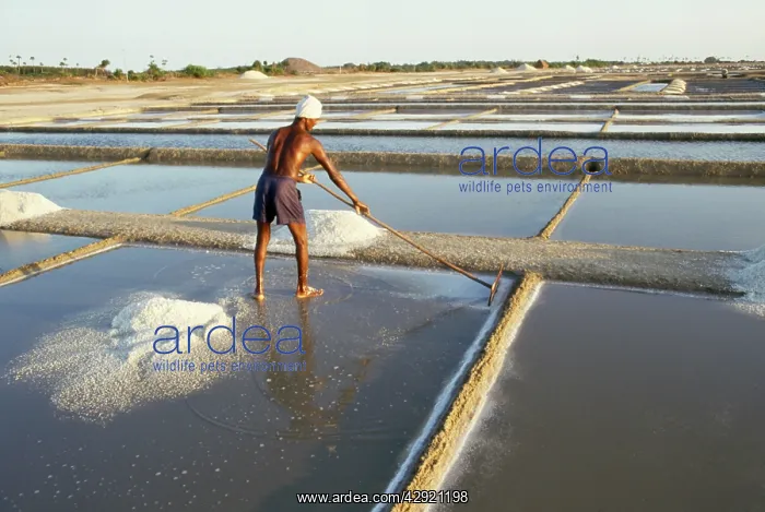: Saltpans - male raking salt : Saltpans - male raking salt
