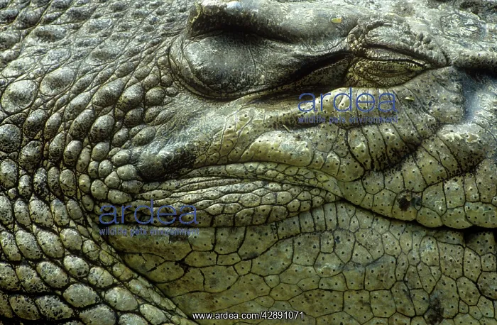 : SALTWATER CROCODILE : SALTWATER CROCODILE