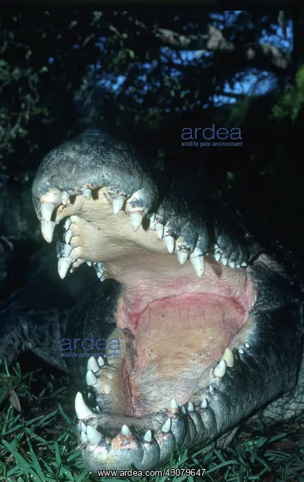 : Saltwater Crocodile : Saltwater Crocodile