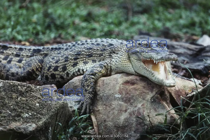 : Saltwater Crocodile : Saltwater Crocodile
