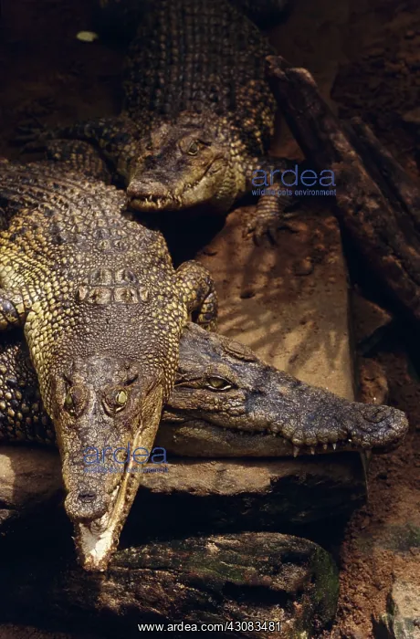 : Saltwater Crocodile : Saltwater Crocodile
