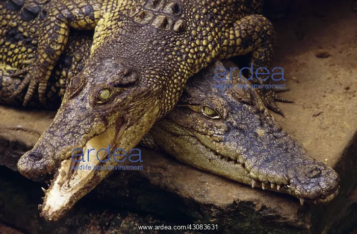 : Saltwater Crocodile : Saltwater Crocodile
