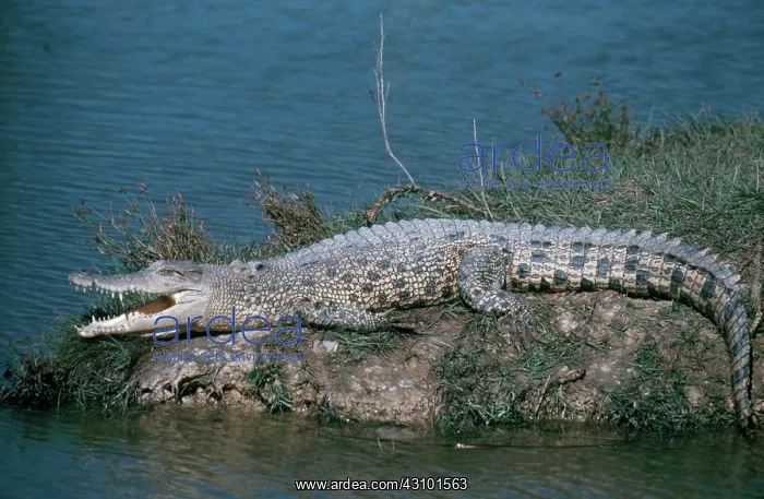 : Saltwater Crocodile : Saltwater Crocodile