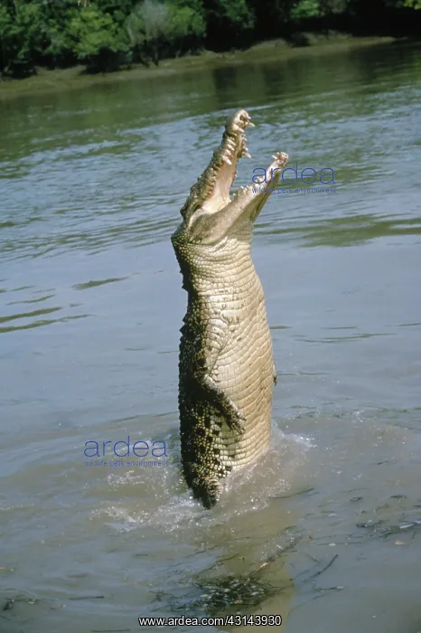 : Saltwater Crocodile : Saltwater Crocodile