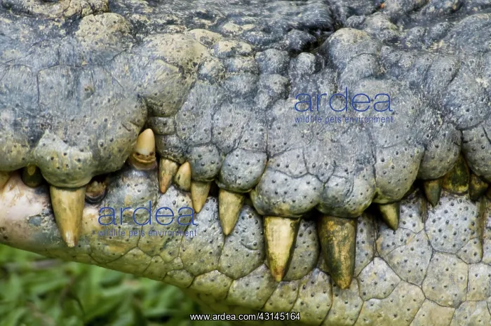 : Saltwater crocodile : Saltwater crocodile