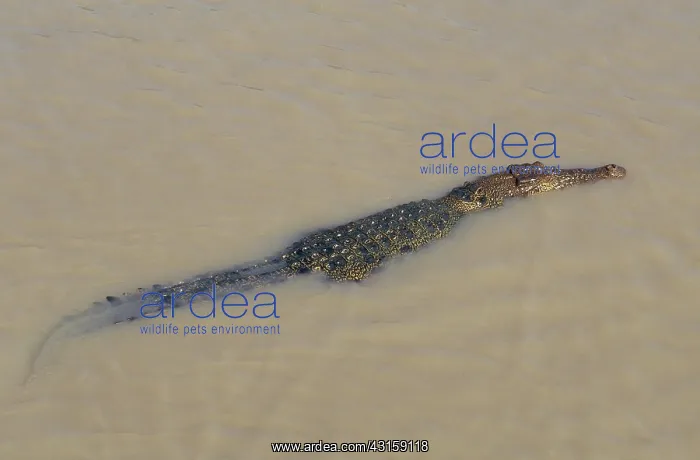: Saltwater Crocodile : Saltwater Crocodile