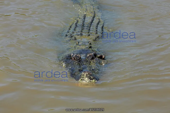 : Saltwater Crocodile, Adelaide River, Northern : Saltwater Crocodile, Adelaide River, Northern