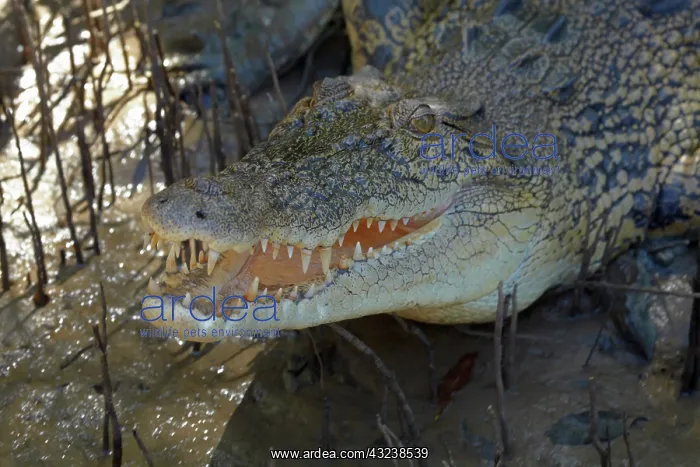  : Saltwater Crocodile, Adelaide River, Northern