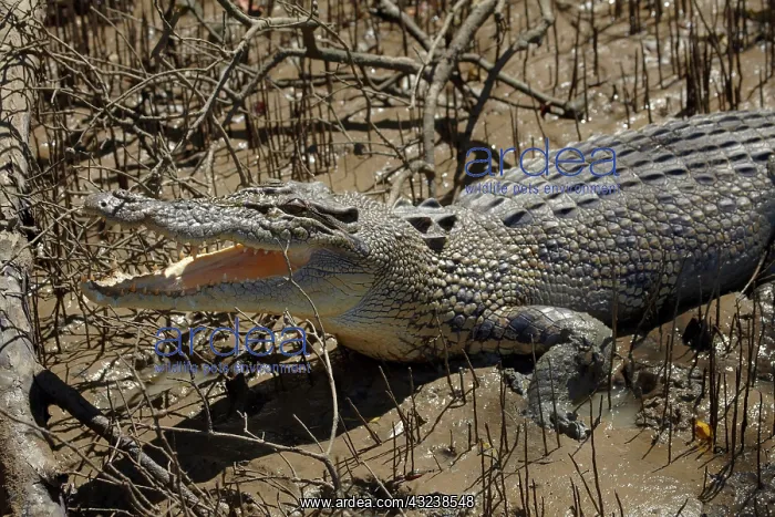 : Saltwater Crocodile, Adelaide River, Northern : Saltwater Crocodile, Adelaide River, Northern