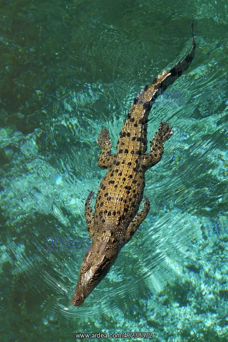 : Saltwater Crocodile ( Crocodylus Porosus : Saltwater Crocodile ( Crocodylus Porosus