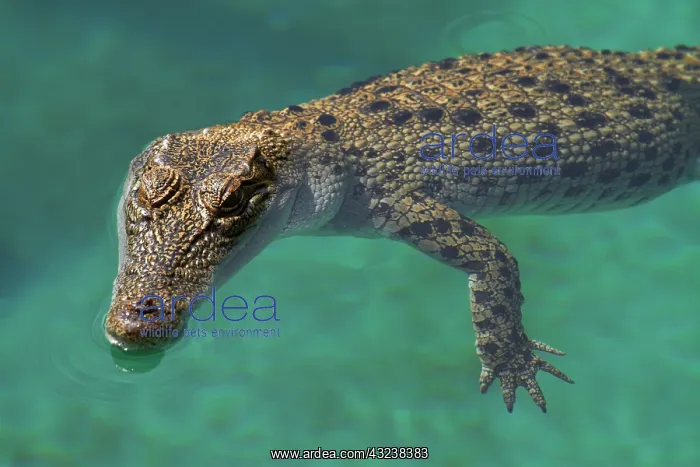 : Saltwater Crocodile ( Crocodylus Porosus : Saltwater Crocodile ( Crocodylus Porosus
