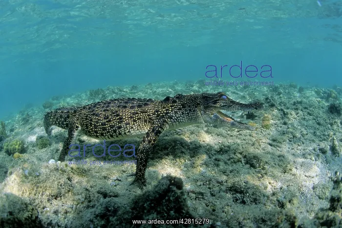 : saltwater crocodile Crocodylus porosus Kimbe Bay West New Br : saltwater crocodile Crocodylus porosus Kimbe Bay West New Br