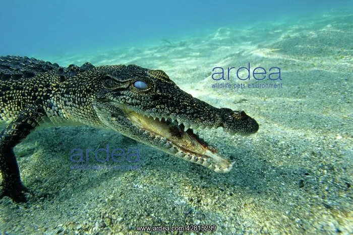 : Saltwater crocodile Crocodylus porosus Kimbe Bay West New Br : Saltwater crocodile Crocodylus porosus Kimbe Bay West New Br