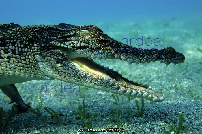 : Saltwater crocodile Crocodylus porosus Kimbe Bay West New Br : Saltwater crocodile Crocodylus porosus Kimbe Bay West New Br