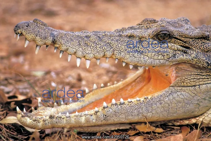 : Saltwater Crocodile head, mouth open, closeup : Saltwater Crocodile head, mouth open, closeup
