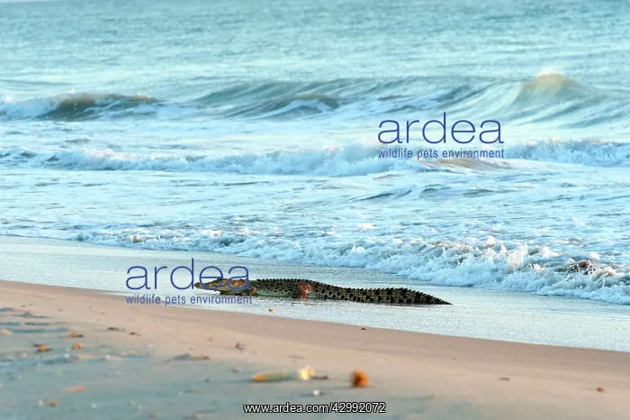 : Saltwater Crocodile - hunting turtles on remote Crab Island : Saltwater Crocodile - hunting turtles on remote Crab Island
