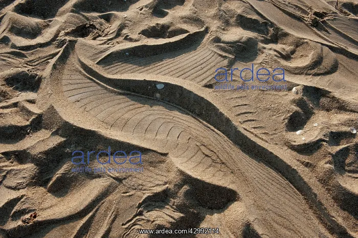 : Saltwater Crocodile imprint on remote sandy beach : Saltwater Crocodile imprint on remote sandy beach