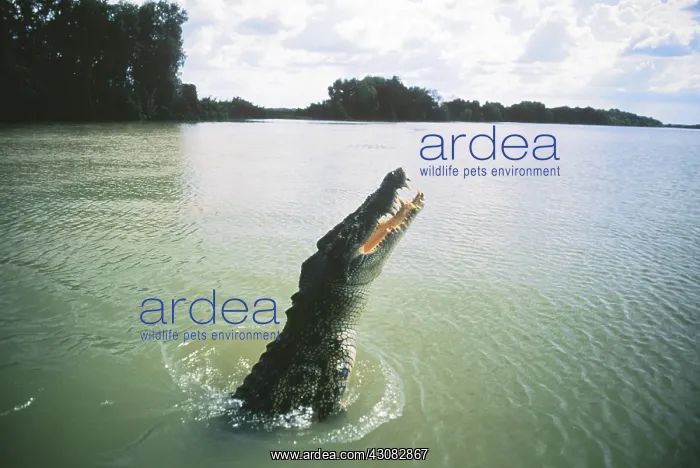 : Saltwater Crocodile jumping : Saltwater Crocodile jumping