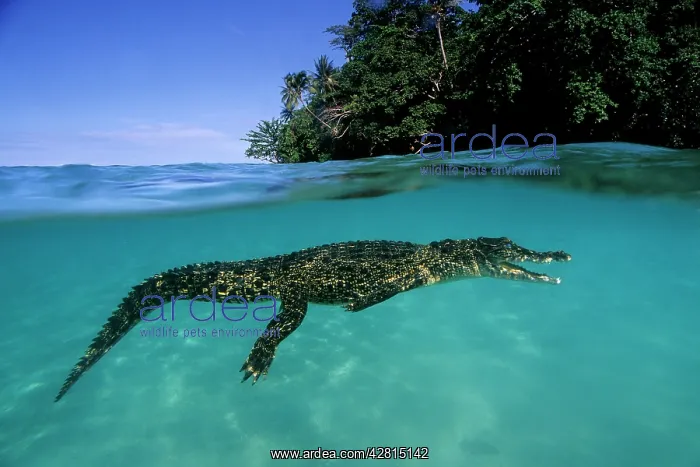 : Saltwater Crocodile - Kimbe Bay West, New Britain, Papua New : Saltwater Crocodile - Kimbe Bay West, New Britain, Papua New