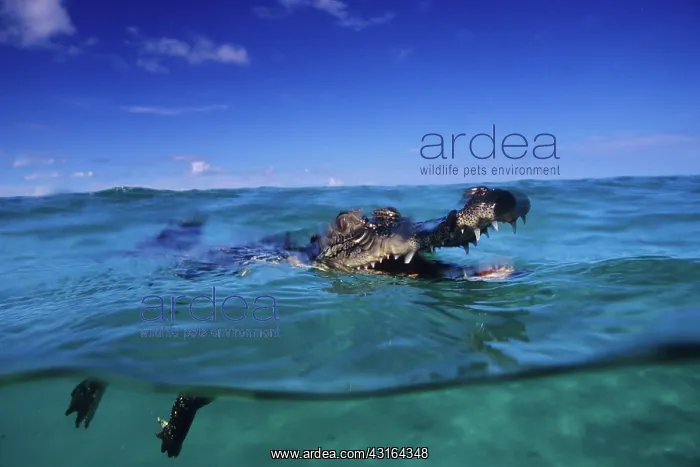  : Saltwater Crocodile - Kimbe Bay West, New Britain, Papua New