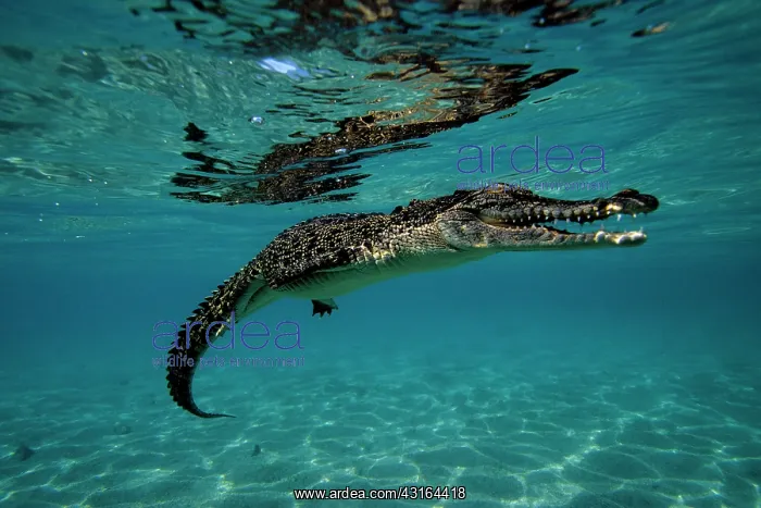 : Saltwater Crocodile - Kimbe Bay West, New Britain, Papua New : Saltwater Crocodile - Kimbe Bay West, New Britain, Papua New
