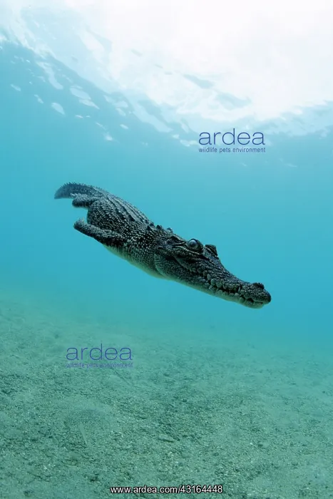 : Saltwater Crocodile - Kimbe Bay West, New Britain, Papua New : Saltwater Crocodile - Kimbe Bay West, New Britain, Papua New