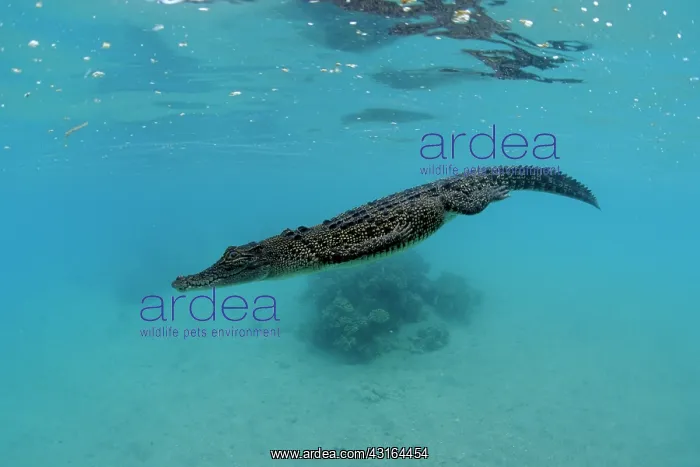 : Saltwater Crocodile - Kimbe Bay West, New Britain, Papua New : Saltwater Crocodile - Kimbe Bay West, New Britain, Papua New