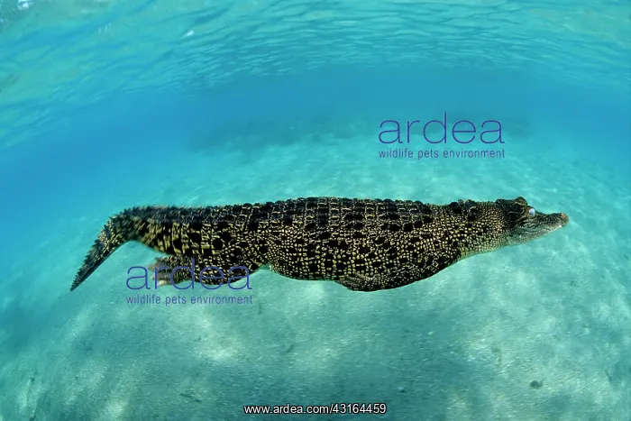 : Saltwater Crocodile - Kimbe Bay West, New Britain, Papua New : Saltwater Crocodile - Kimbe Bay West, New Britain, Papua New