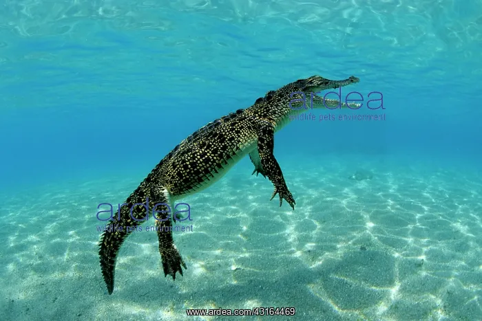 : Saltwater Crocodile - Kimbe Bay West, New Britain, Papua New : Saltwater Crocodile - Kimbe Bay West, New Britain, Papua New