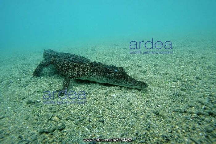 : Saltwater Crocodile - Kimbe Bay West, New Britain, Papua New : Saltwater Crocodile - Kimbe Bay West, New Britain, Papua New