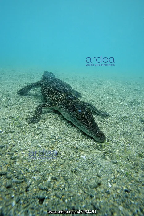 : Saltwater Crocodile - Kimbe Bay West, New Britain, Papua New : Saltwater Crocodile - Kimbe Bay West, New Britain, Papua New