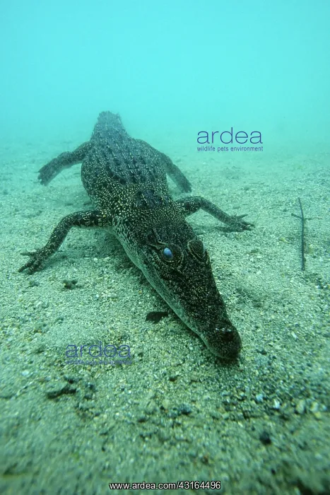 : Saltwater Crocodile - Kimbe Bay West, New Britain, Papua New : Saltwater Crocodile - Kimbe Bay West, New Britain, Papua New