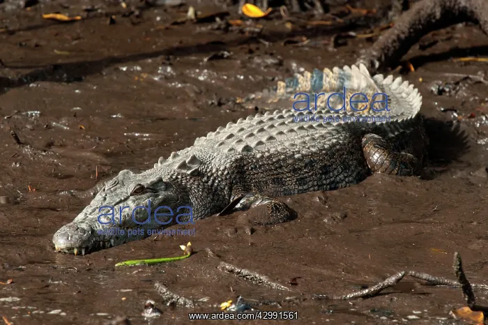 : Saltwater Crocodile - resting on muddy bank - world's larges : Saltwater Crocodile - resting on muddy bank - world's larges