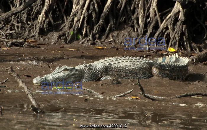 : Saltwater Crocodile - resting on muddy bank - world's larges : Saltwater Crocodile - resting on muddy bank - world's larges