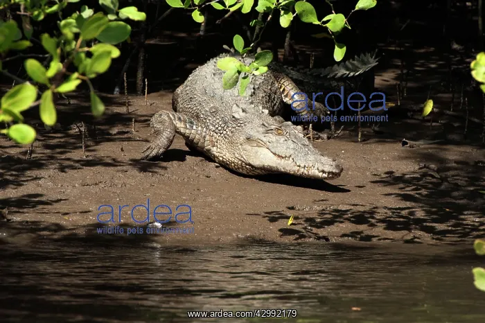 : Saltwater Crocodile - resting on muddy bank - world's larges : Saltwater Crocodile - resting on muddy bank - world's larges