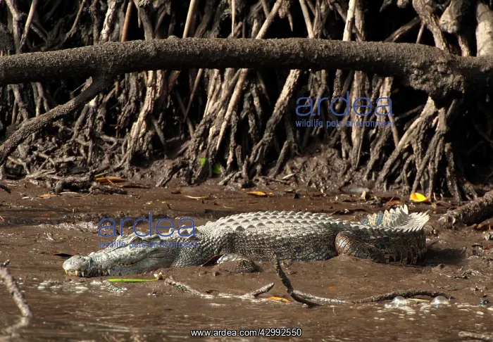 : Saltwater Crocodile - resting on muddy bank - world's larges : Saltwater Crocodile - resting on muddy bank - world's larges