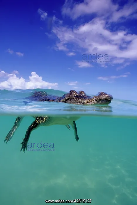 : Saltwater Crocodile - on the surface - Kimbe Bay West, New B : Saltwater Crocodile - on the surface - Kimbe Bay West, New B