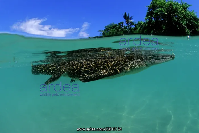 : Saltwater Crocodile - on the surface - Kimbe Bay West, New B : Saltwater Crocodile - on the surface - Kimbe Bay West, New B