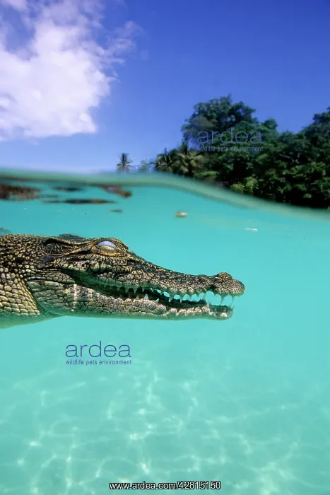 : Saltwater Crocodile - on the surface - Kimbe Bay West, New B : Saltwater Crocodile - on the surface - Kimbe Bay West, New B